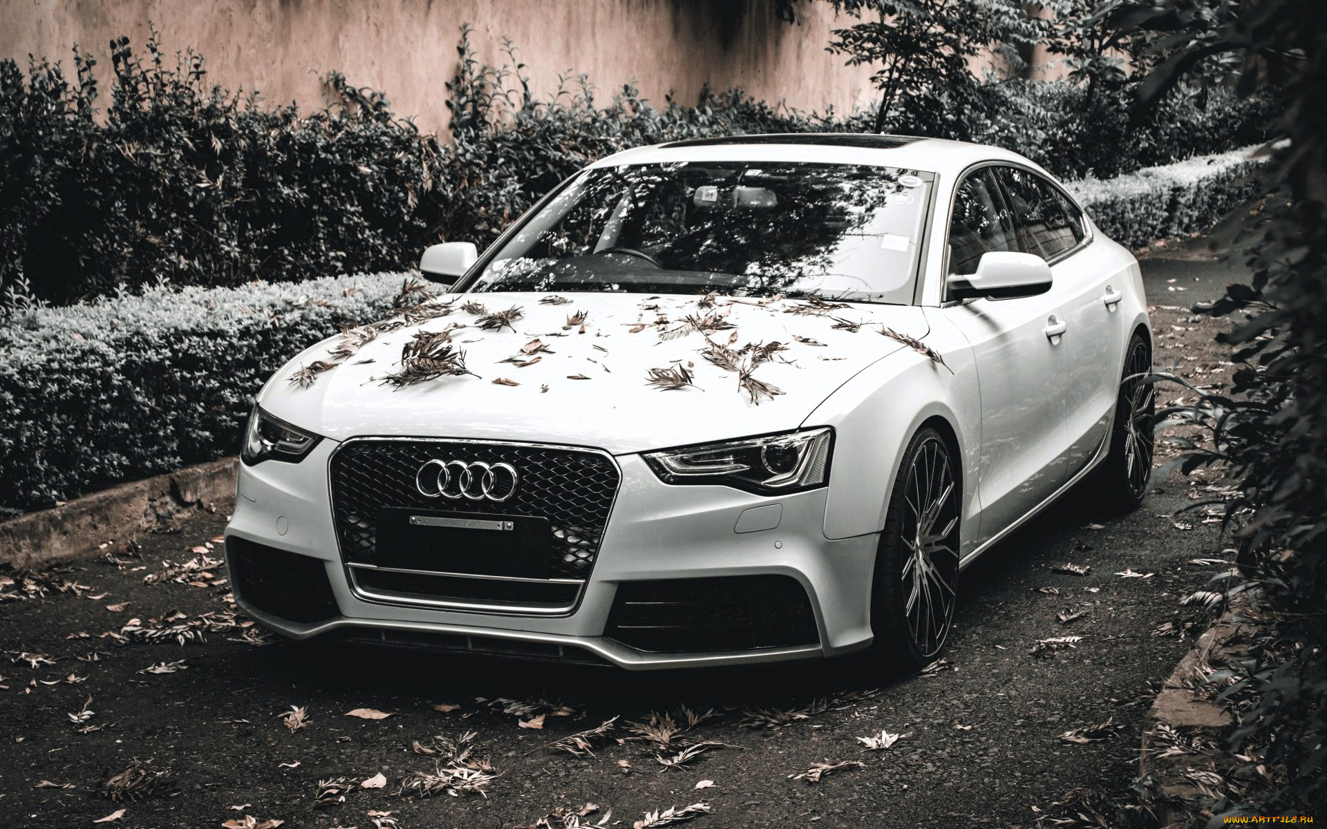 audi rs6, , audi, , , , , 